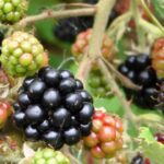 Edible Plants of Himalayas: Wild Hike Adventures