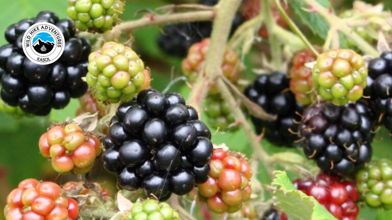 Edible Plants of Himalayas: Wild Hike Adventures