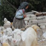 Explore the Gaddi Tribe of Himachal Pradesh with Wild Hike Adventures