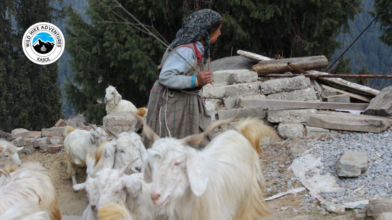 Explore the Gaddi Tribe of Himachal Pradesh with Wild Hike Adventures